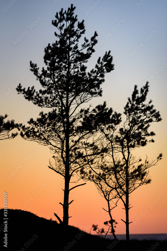 two fine pines stand high on the coast of the sea