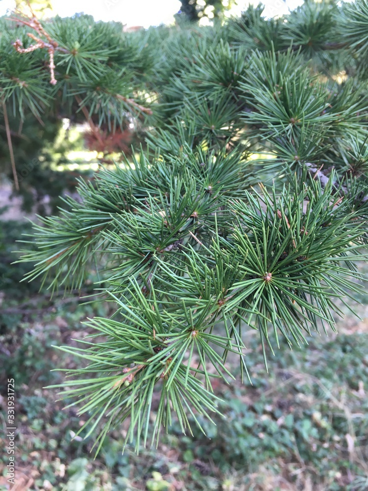 branch of a christmas tree