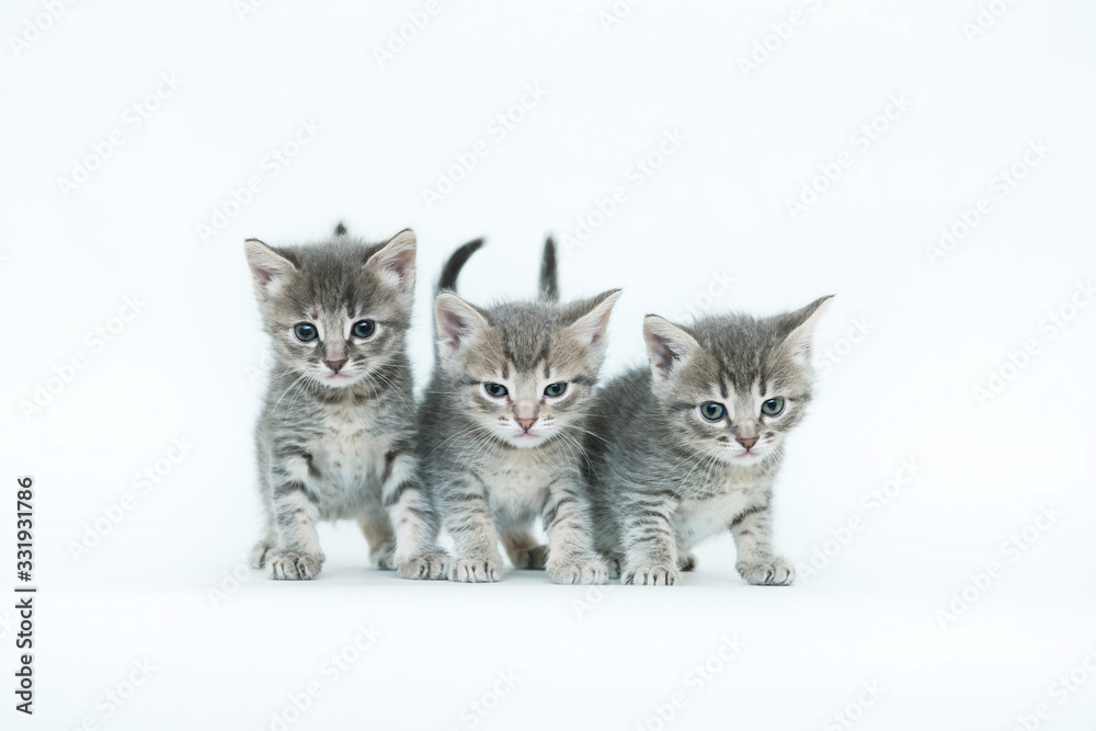 funny gray cute kitten and cat on an isolated white background veterinary theme