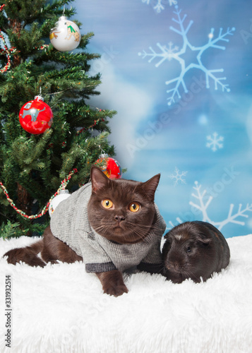 A brown cat with a black guinea pig posing for a Christmas portrait in front of a decorated tree. photo