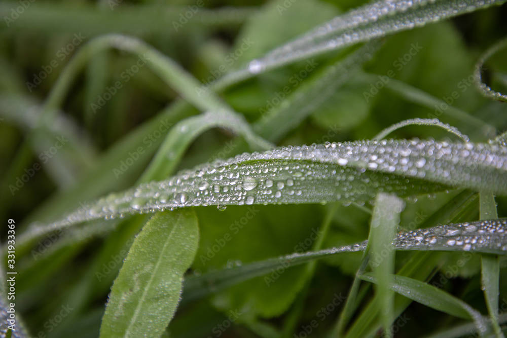 drops of dew on grass leaves drops of dew on grass leaves
