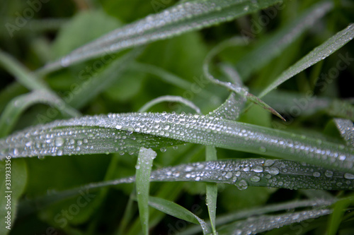 drops of dew on grass leaves