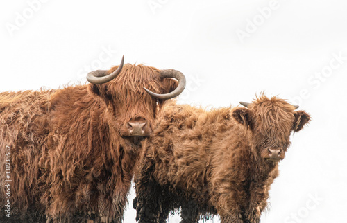 Highland Cows isolated on a white background 