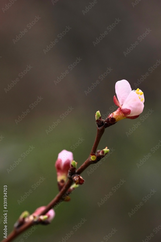 Spring flowers. Apricot tree branch with beautiful flowers close up. Vertical composition of the frame. Spring flowers. Apricot tree branch with beautiful flowers close up. Vertical composition of the frame.