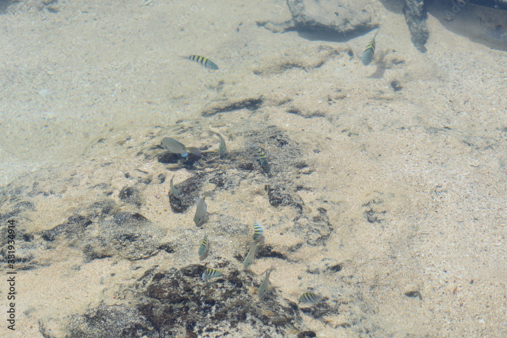 Obraz premium f noronha