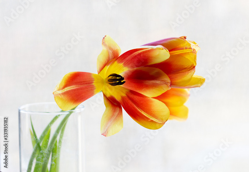 Fototapeta Naklejka Na Ścianę i Meble -  Open red with yellow tulip flowers bouquet in vase