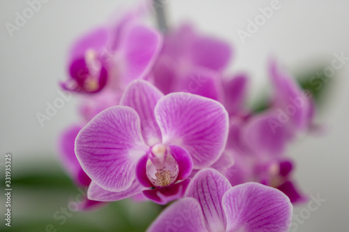 Orchidee Blüte Nahaufnahme
