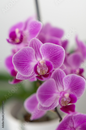 knabenkräuter - orchidee