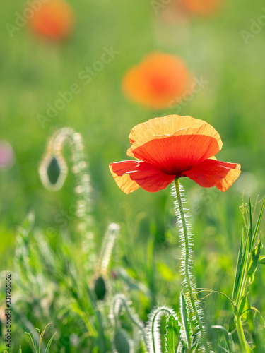 Backlit poppy in a field in Spain