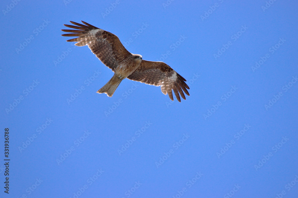 Obraz premium 鳶の飛翔