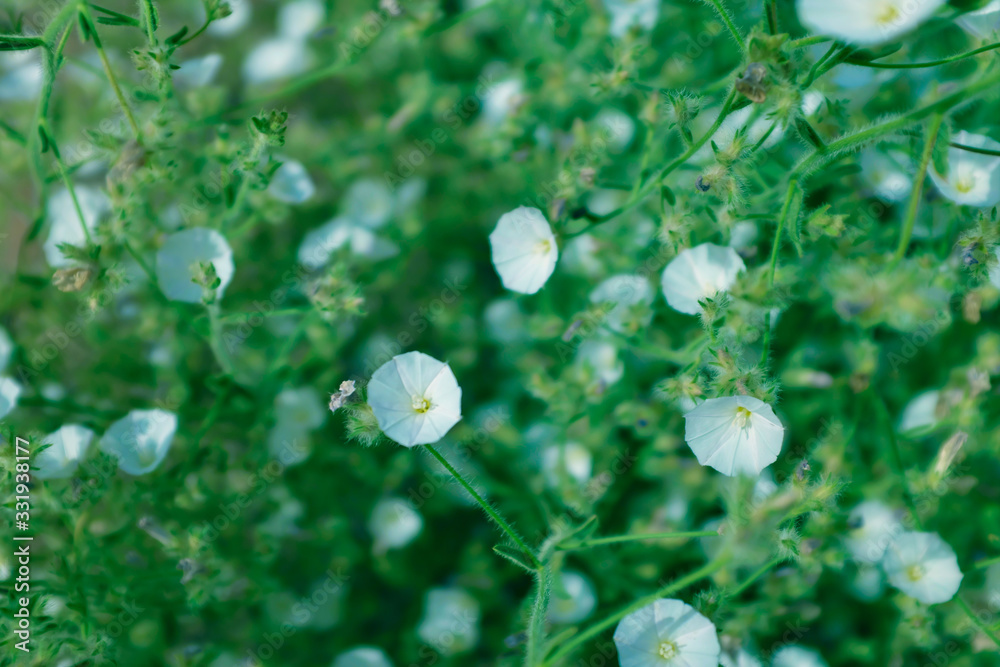 Soft focus lush green foliage with white flowers for a fresh spring season natural backdrop. Soft focus lush green foliage with white flowers for a fresh spring season natural backdrop.
