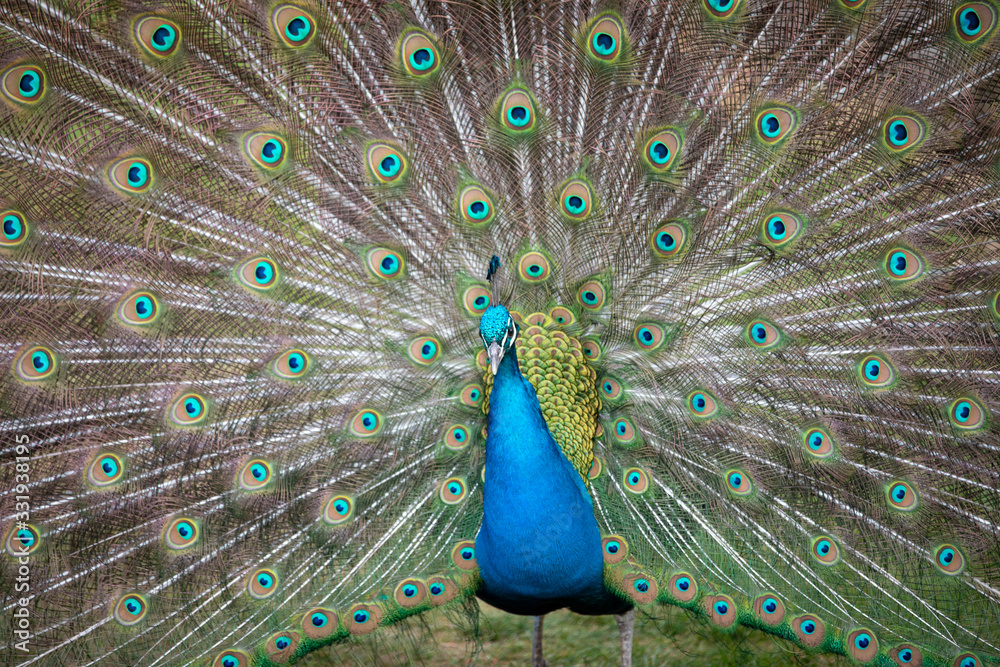 Obraz premium Indian peacock displaying its train