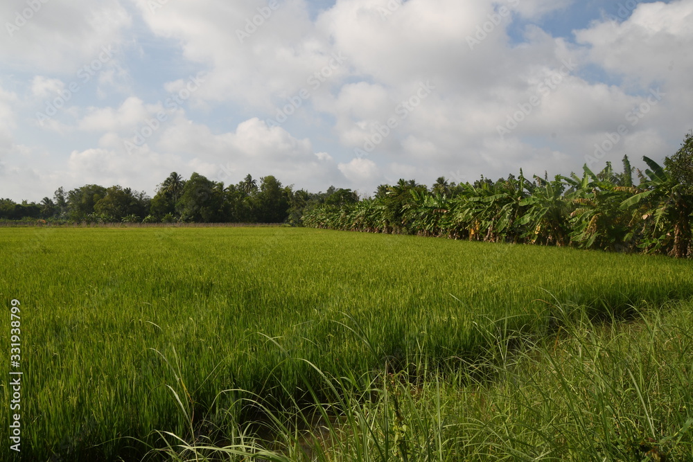 Life and Nature in Mekong Delta