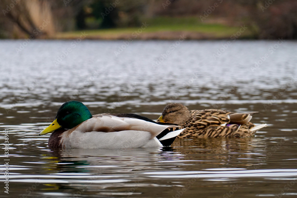 Obraz premium Stockente