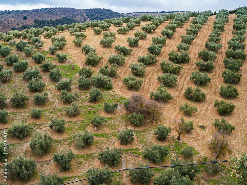 Olive groves in Andalucia making patterns Olive groves in Andalucia making patterns
