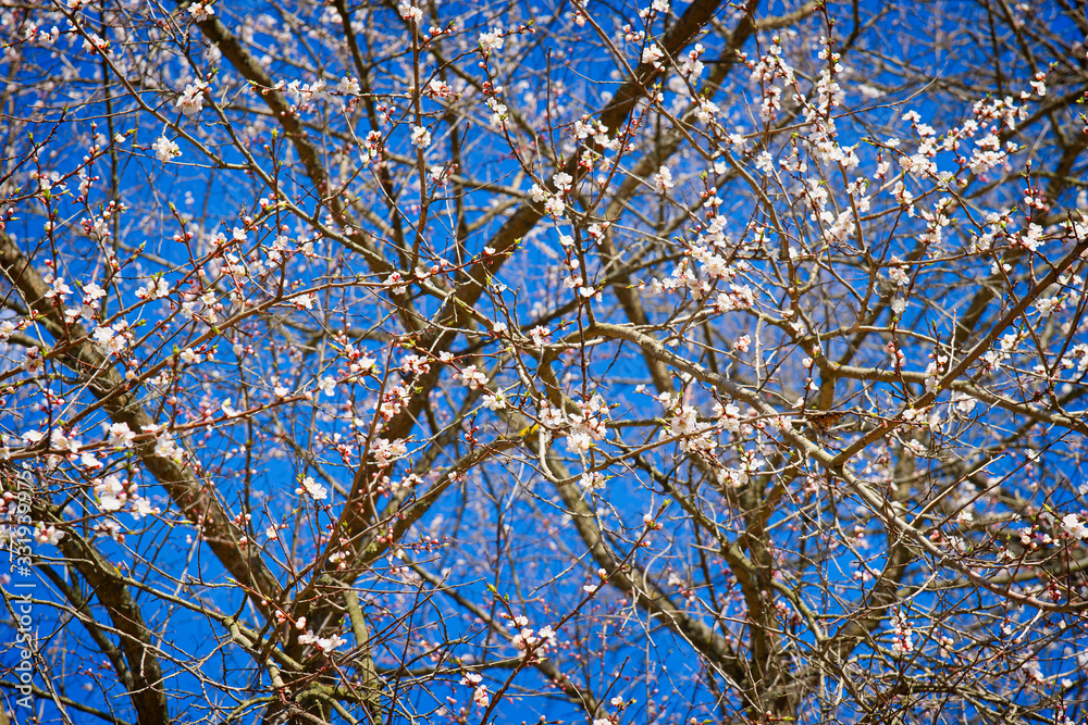 Japanese apricot tree in full bloom. Leafless branches, white and soft pink flowers against the background of the blue sky. Japanese apricot tree in full bloom. Leafless branches, white and soft pink flowers against the background of the blue sky.