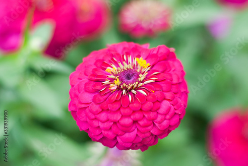 Pinkish red flower stand out beautifully from green leaves background