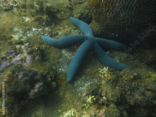 Snorkeling in Cham Islands Vietnam