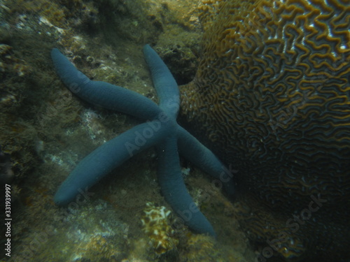 Snorkeling in Cham Islands Vietnam