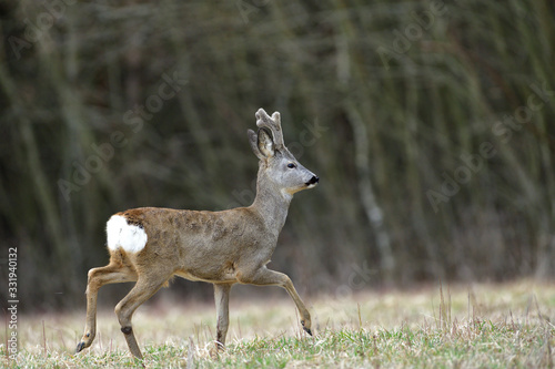 Roe deer with growing antlers walking  on the meadow in spring