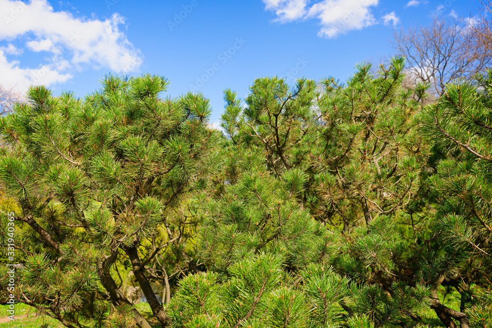 Brown branches, long green needles of a dwarf pine tree on a sunny day of spring. The blue sky and white clouds in the background.