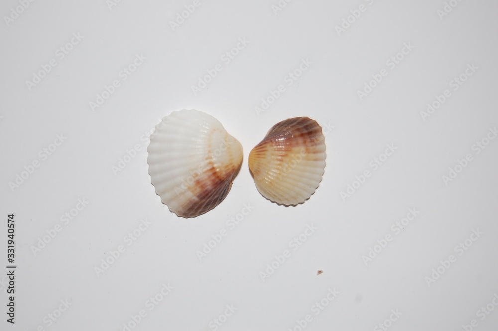smooth clams on white background