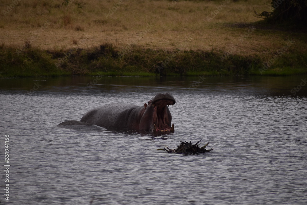 Fototapeta premium safari