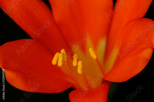 Macro photography. Closeup of an orange flower.