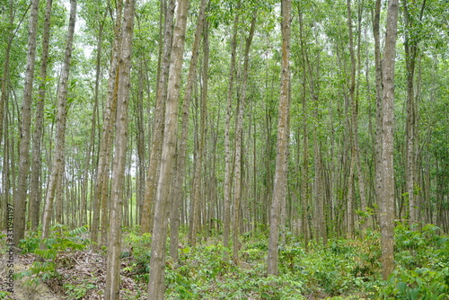 Acacia plantation for sawlog in Thua Thien Hue, Vietnam