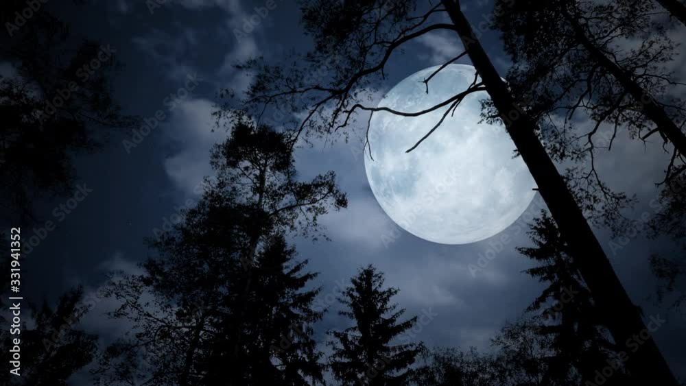 Full moon behind tree branches on a cloudy night. Overhead at giant moon shining on silhouettes of trees during a walk.