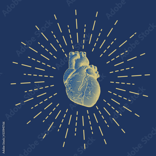 Engraving human heart illustration on dark blue BG