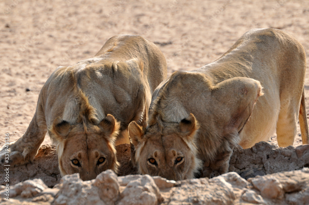 A pair of lions quenching their thirst at a waterhole in the Kgalgadi National Park, South Africa 