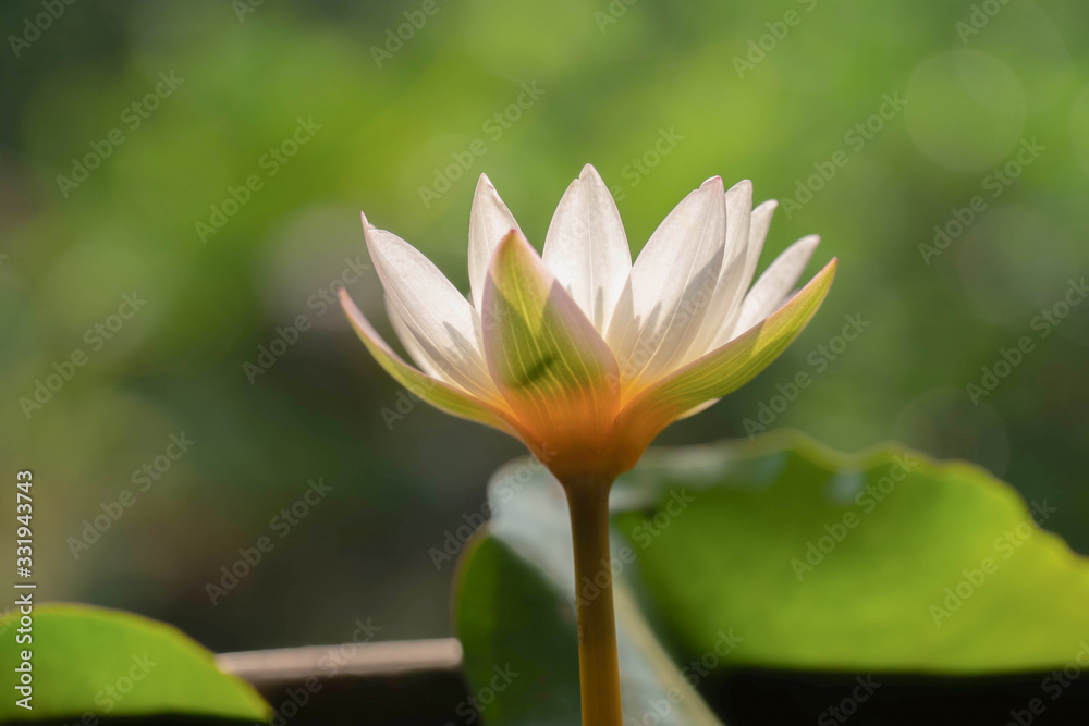 White lotus flower on lotus basin, in the morning sun.