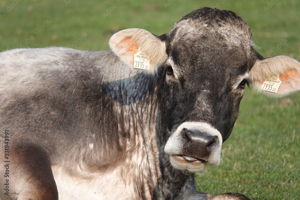 In Zeiten des Coronavirus COVID-19 wird den heimischen Bauern wieder mehr Beachtung geschenkt - Biorinder grasen auf Weide In Zeiten des Coronavirus COVID-19 wird den heimischen Bauern wieder mehr Beachtung geschenkt - Biorinder grasen auf Weide
