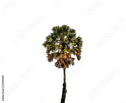 tree isolated on white background © Sakee