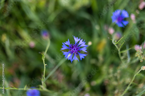 blue flower on green background 