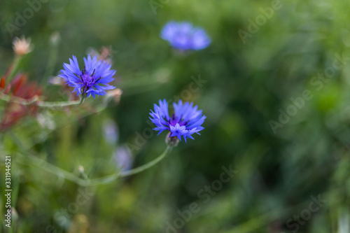blue flower on green background 