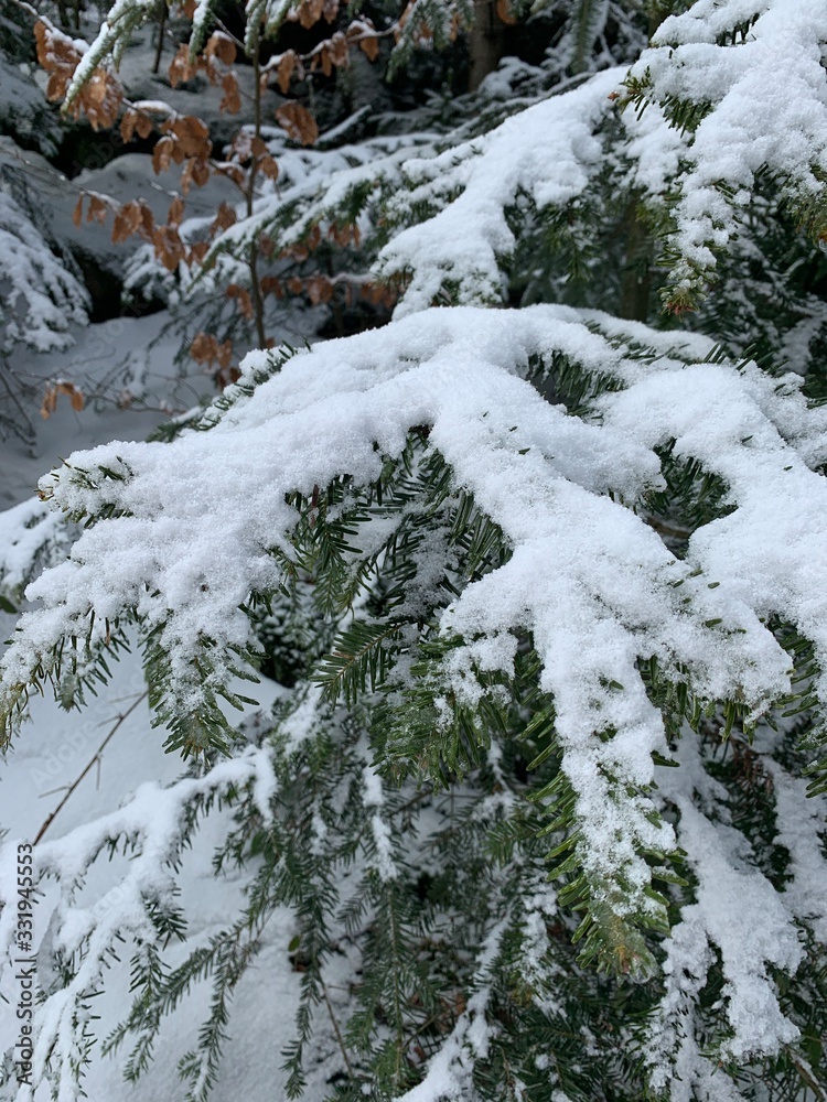 Snowy pine tree branches in the forest, natural colors