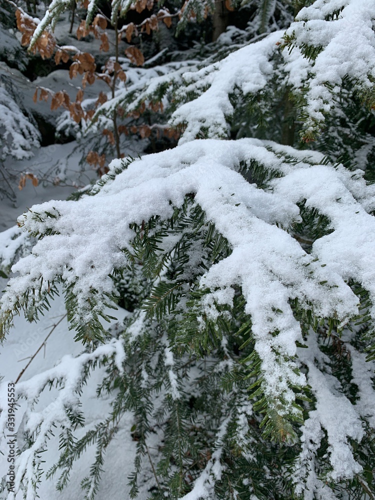 Snowy pine tree branches in the forest, natural colors Snowy pine tree branches in the forest, natural colors