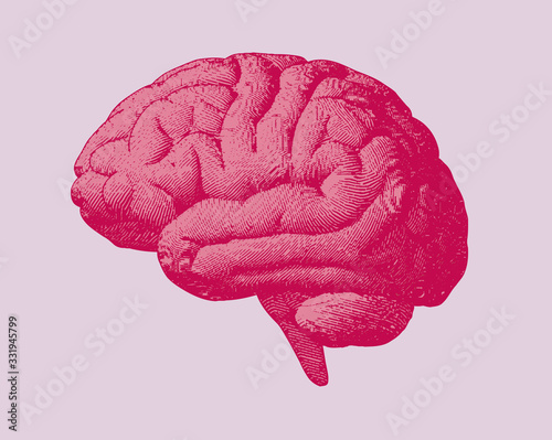 Pink engraving brain vector illustration on pink background