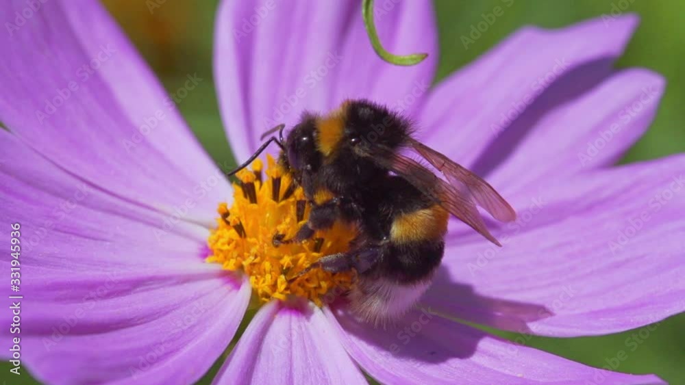 insect collects pollen on a flower, macro, slow motion insect collects pollen on a flower, macro, slow motion