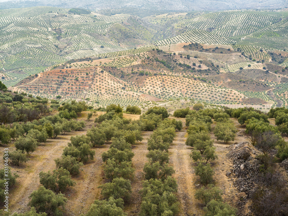 Landscape with endless rows of olive trees on hills and mountains