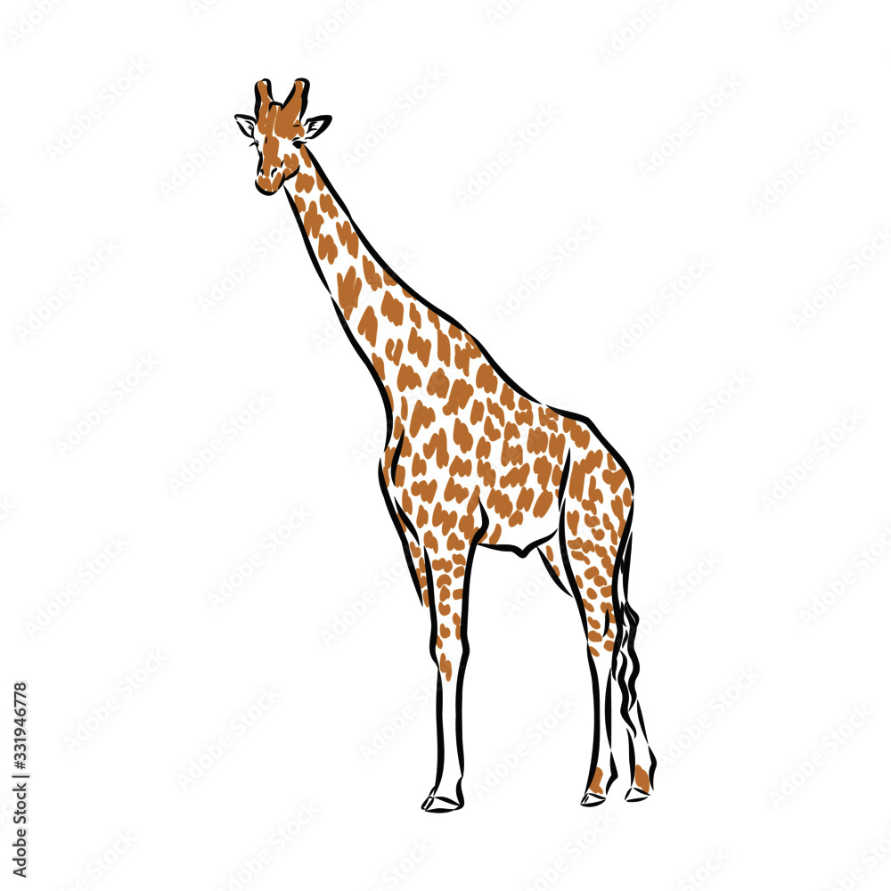 Obraz premium giraffe isolated on white background