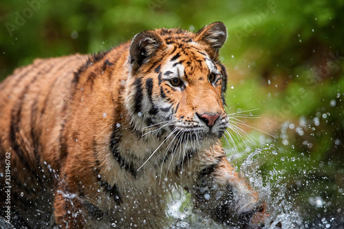 Portrait of  young Siberian tiger  Panthera tigris altaica  walking in forest stream in dark green spruce forest. Tiger among water drops in typical taiga environment.