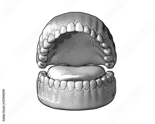 Teeth and gum engraving illustration