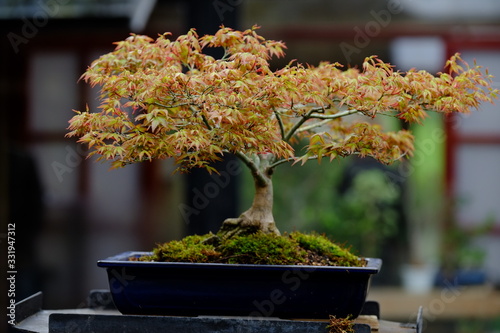 Banzai isolated in Paris.