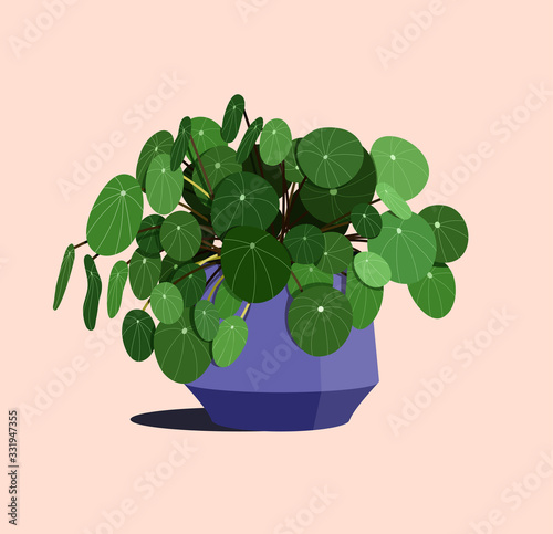Pilea plant