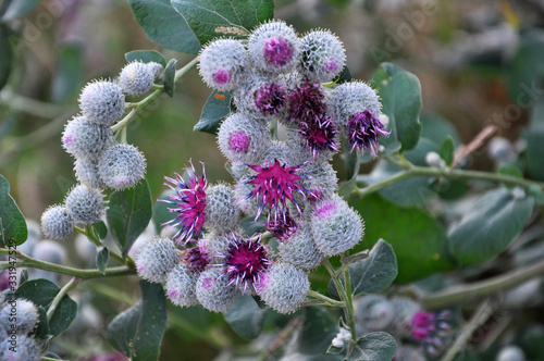 Papier peint In the wildlife bloom burdock