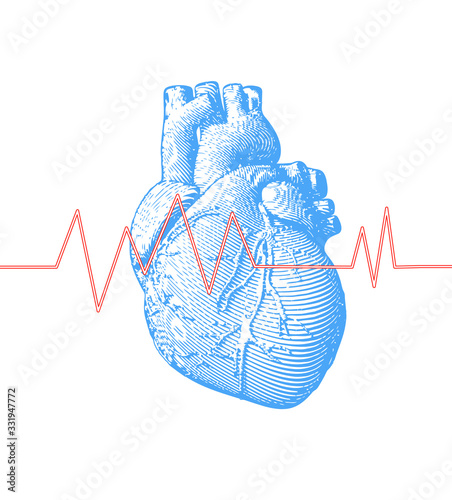 Human heart with heart rate illustration on blue BG