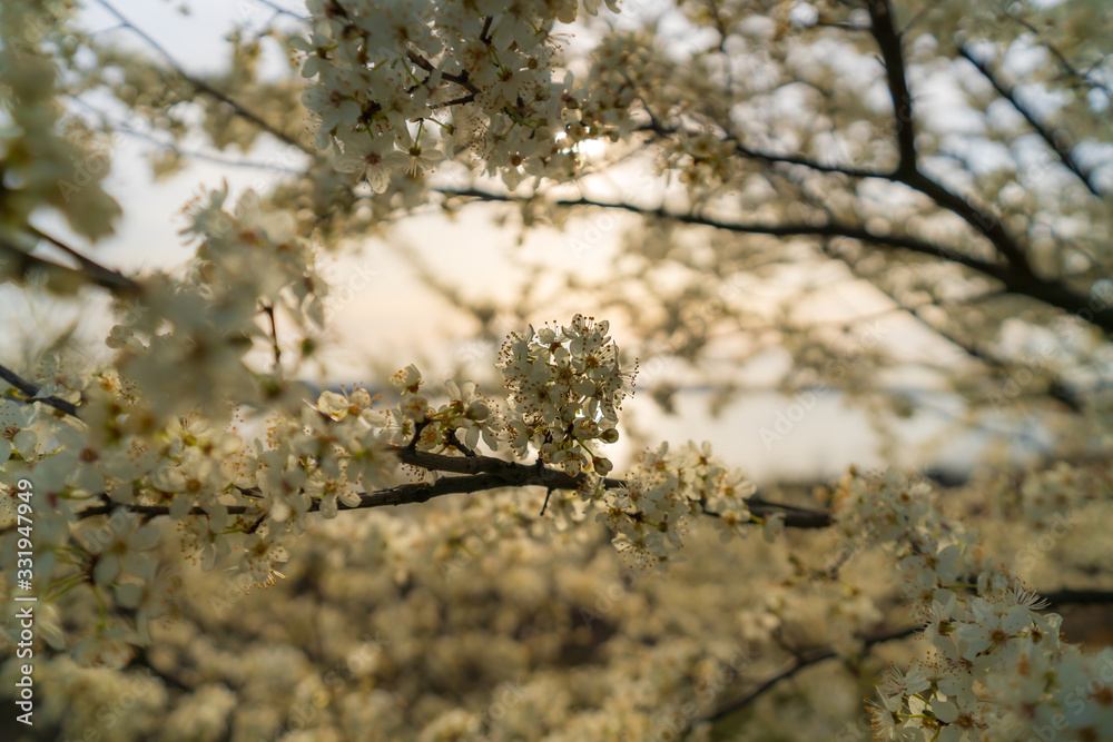 White cherry tree flowers in beautiful sunlight White cherry tree flowers in beautiful sunlight